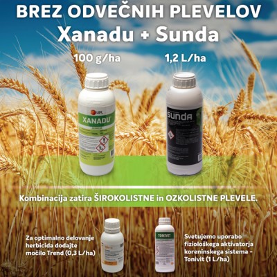 Plakat-Xanadu_Sunda_800x577