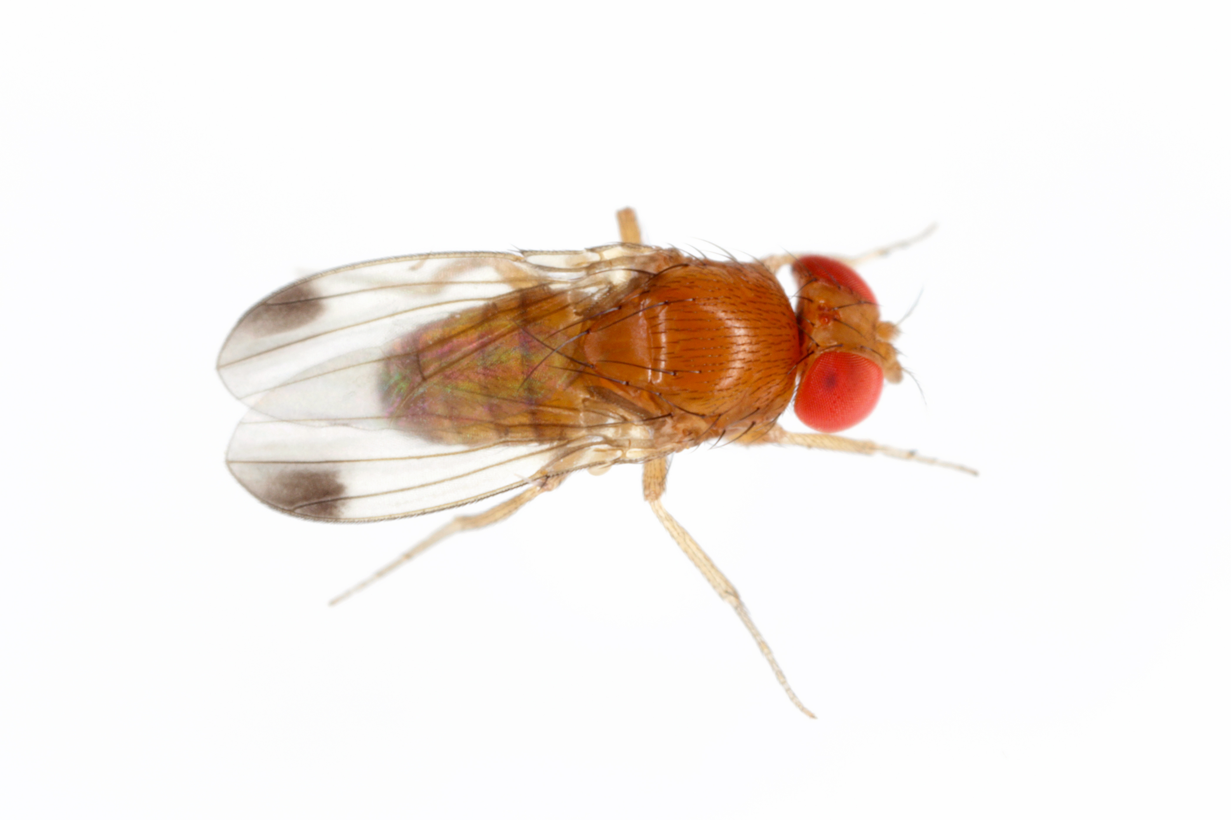 Drosophila suzuki - commonly called the spotted wing drosophila